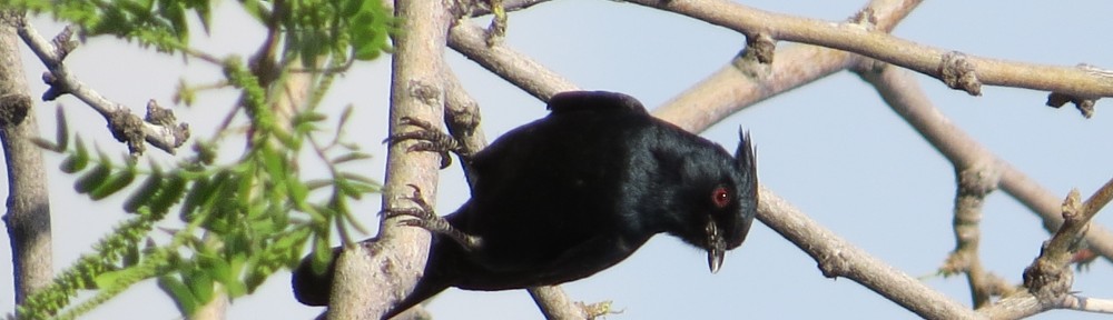 Male Phainopepla