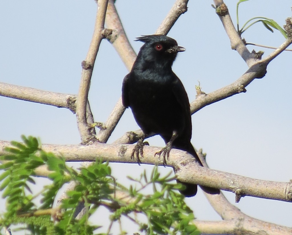 Male Phainopepla