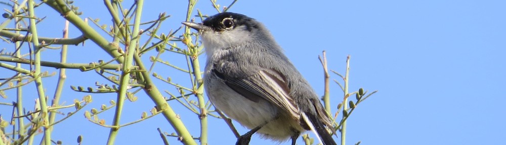 Black-tailed Gnatcatcher