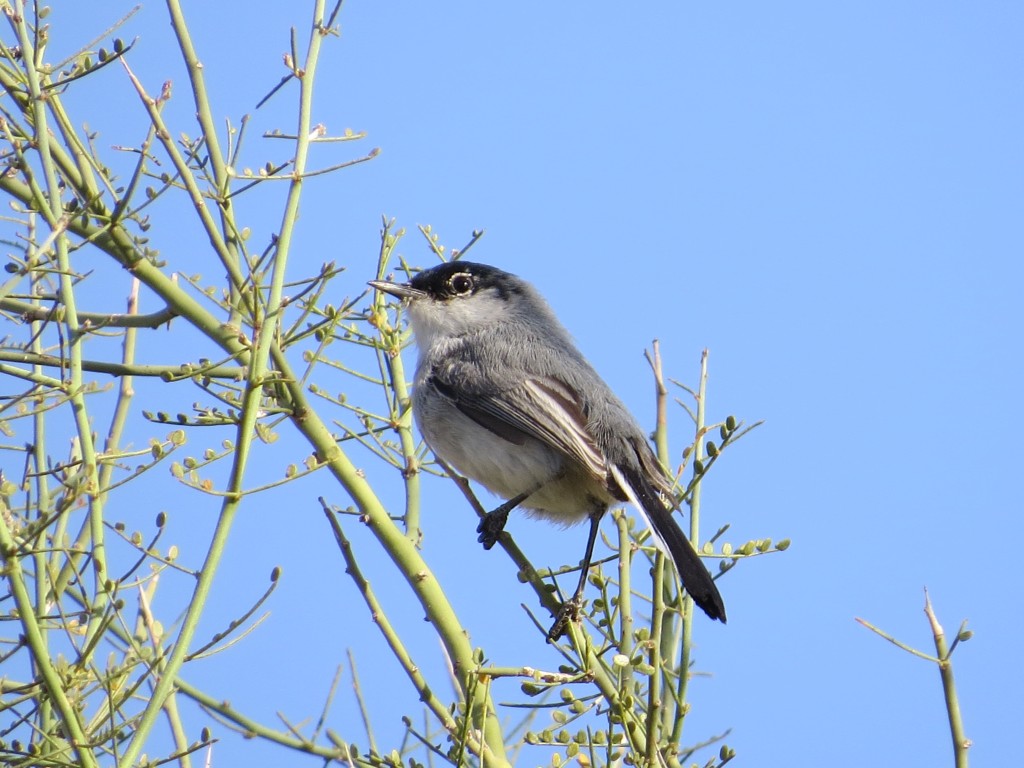 Black-tailed Gnatcatcher