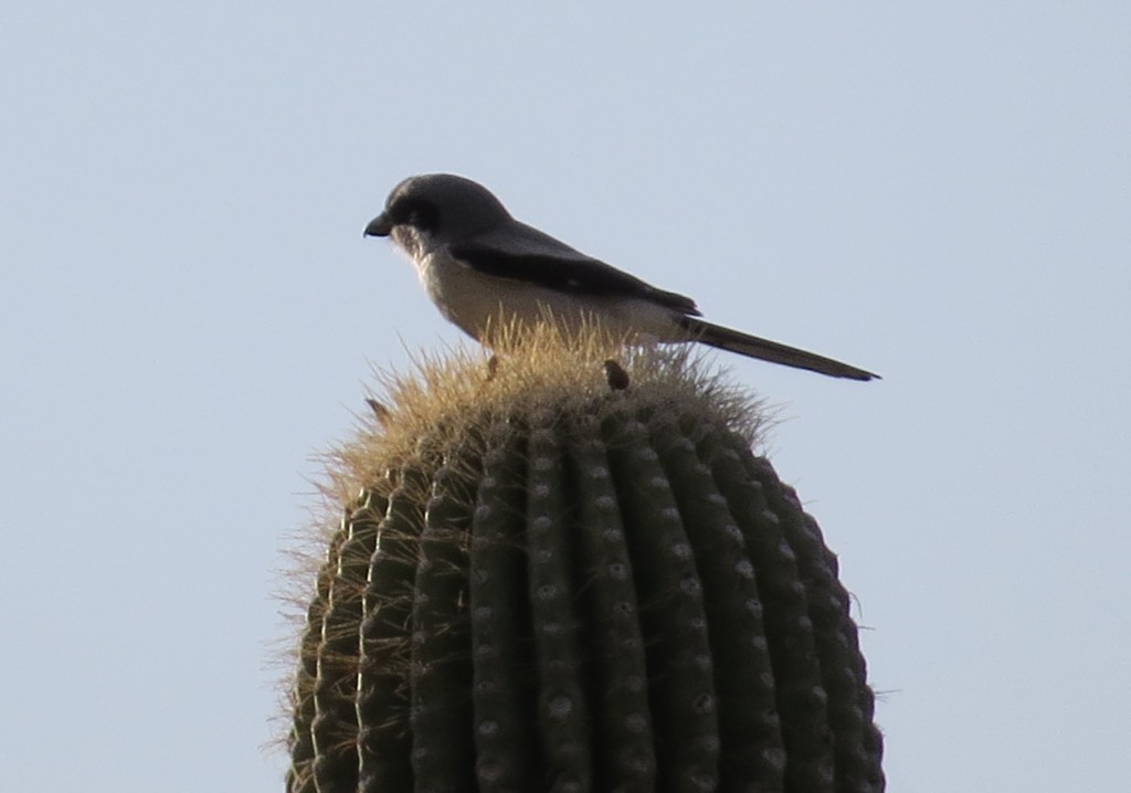 Loggerhead Shrike