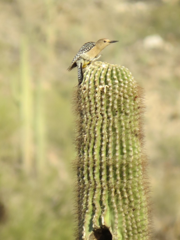 Gila Woodpecker