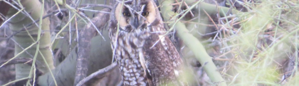 Long-eared Owl!