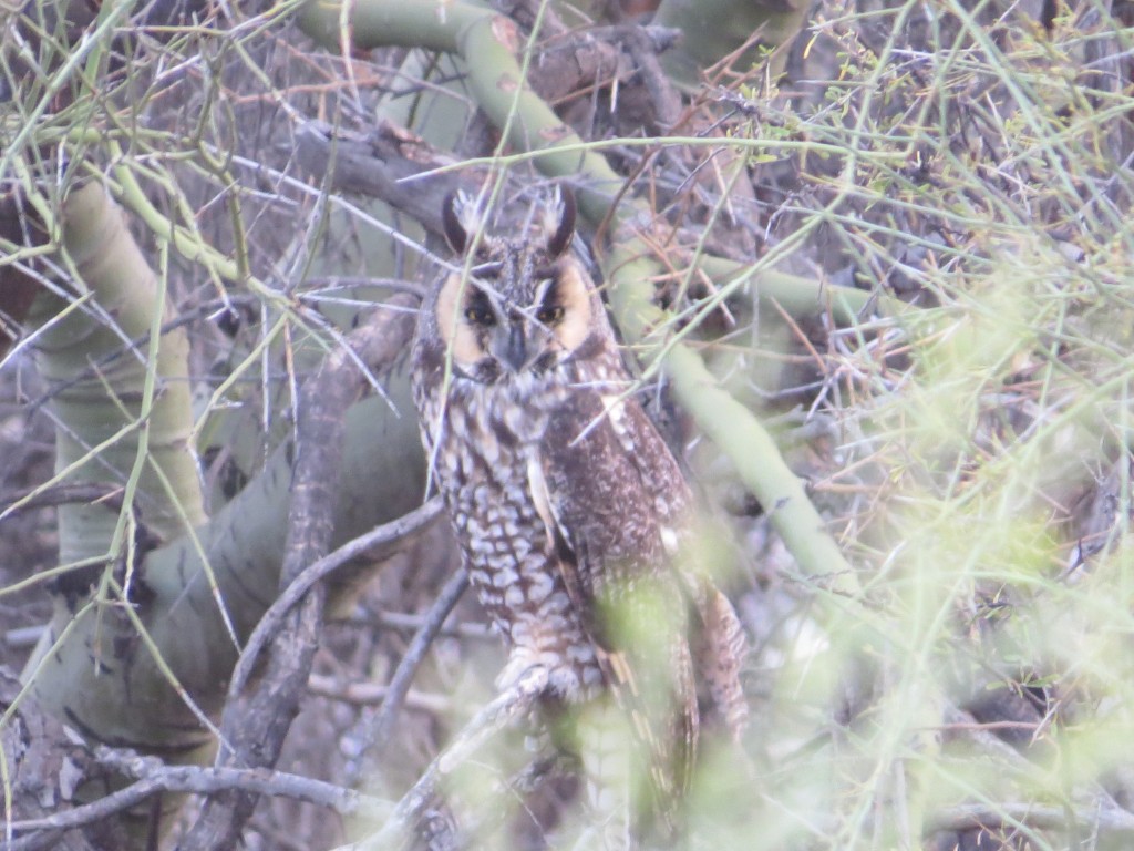 Long-eared Owl!