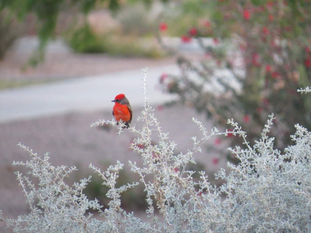 Vermilion Flycatcher