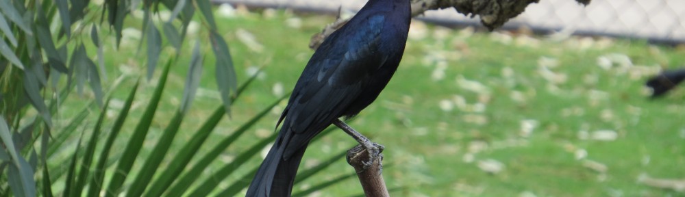 Great-tailed Grackle