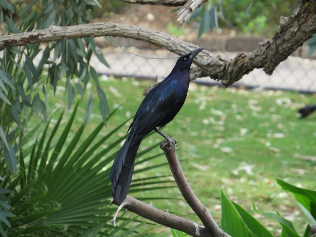 Great-tailed Grackle