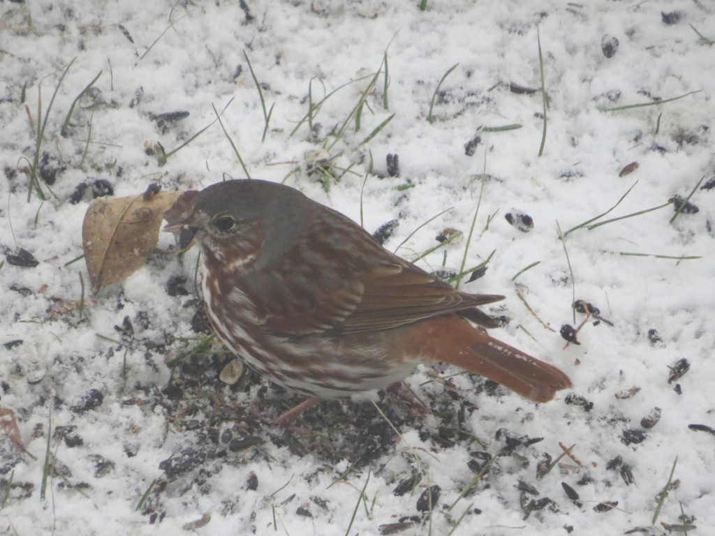 Fox Sparrow (Archive photo taken during one of last year's April blizzards)