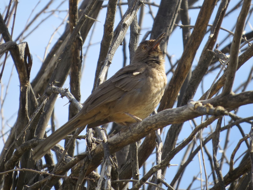 Curve-billed Thrasher