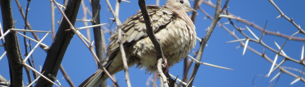 Inca Dove