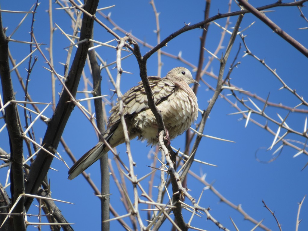 Inca Dove