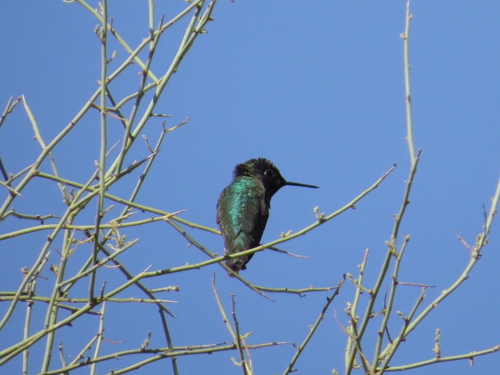 Black-chinned Hummingbird