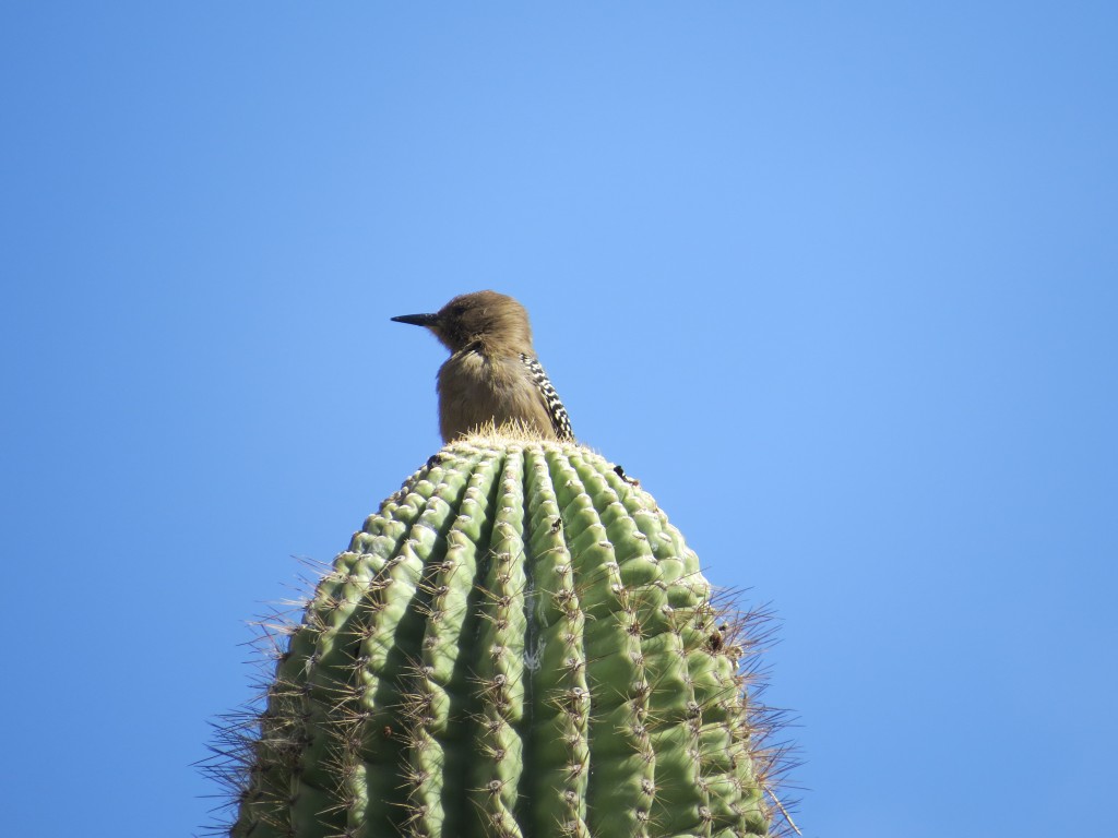 Gila Woodpecker