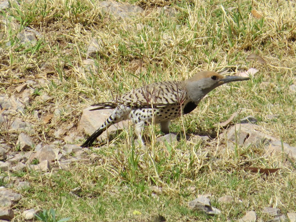 Gilded Flicker