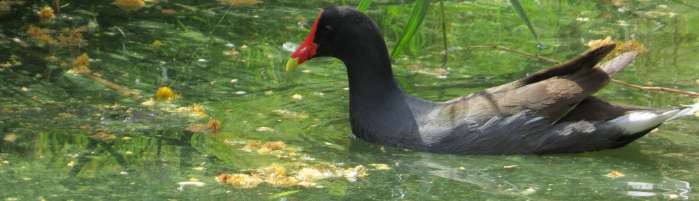 Common Gallinule