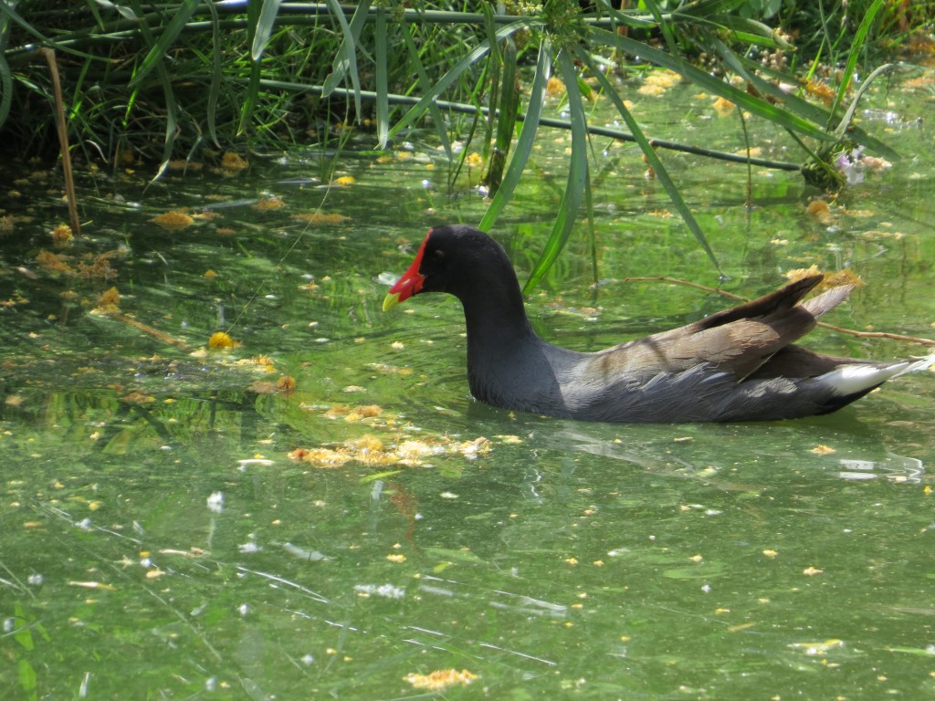 Common Gallinule