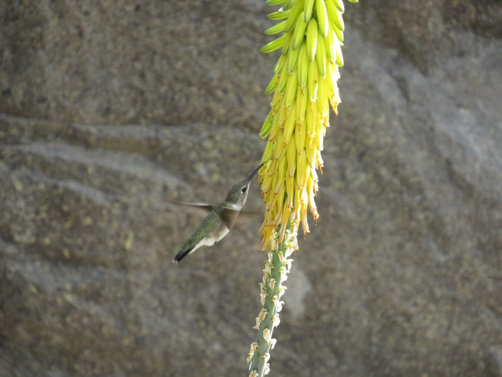 Anna's Hummingbird