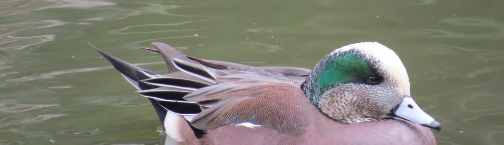 American Wigeon