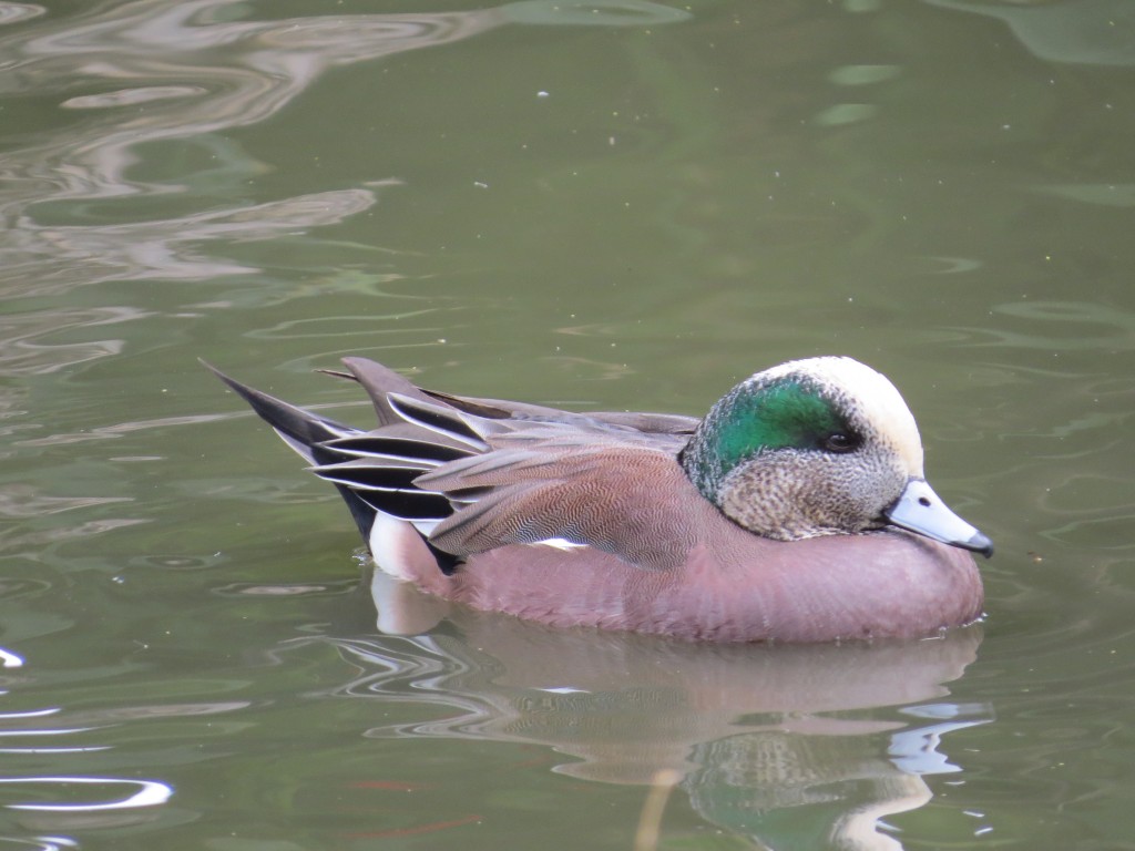 American Wigeon