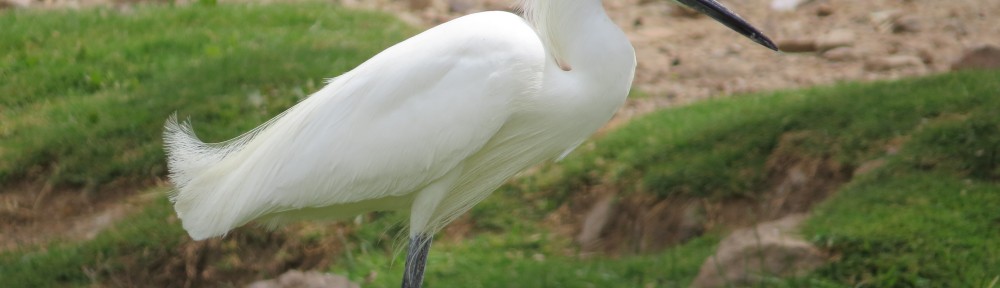 Snowy Egret