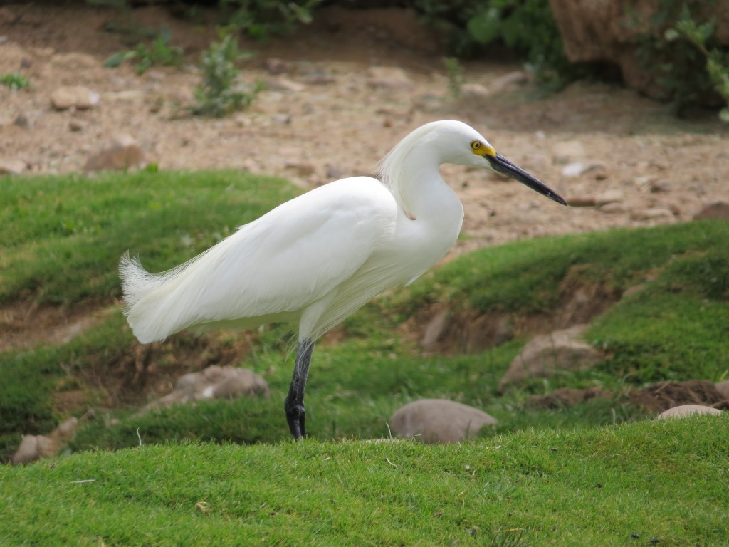 Snowy Egret