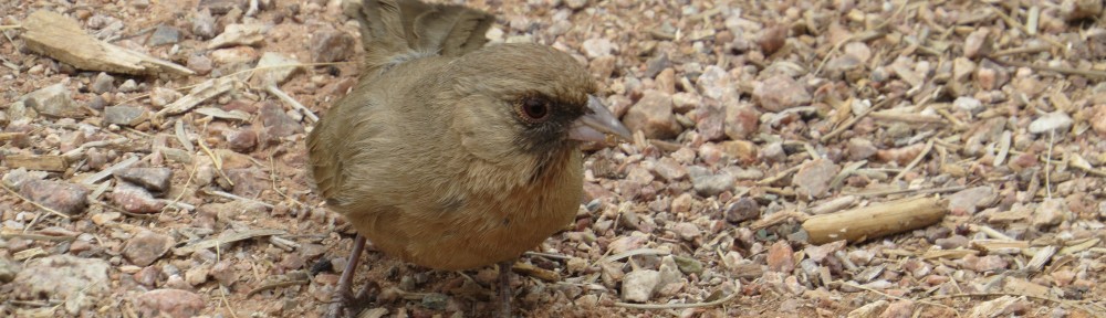 Abert's Towhee