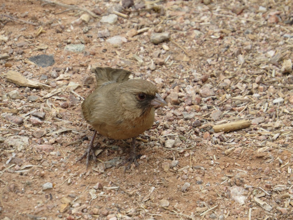 Abert's Towhee