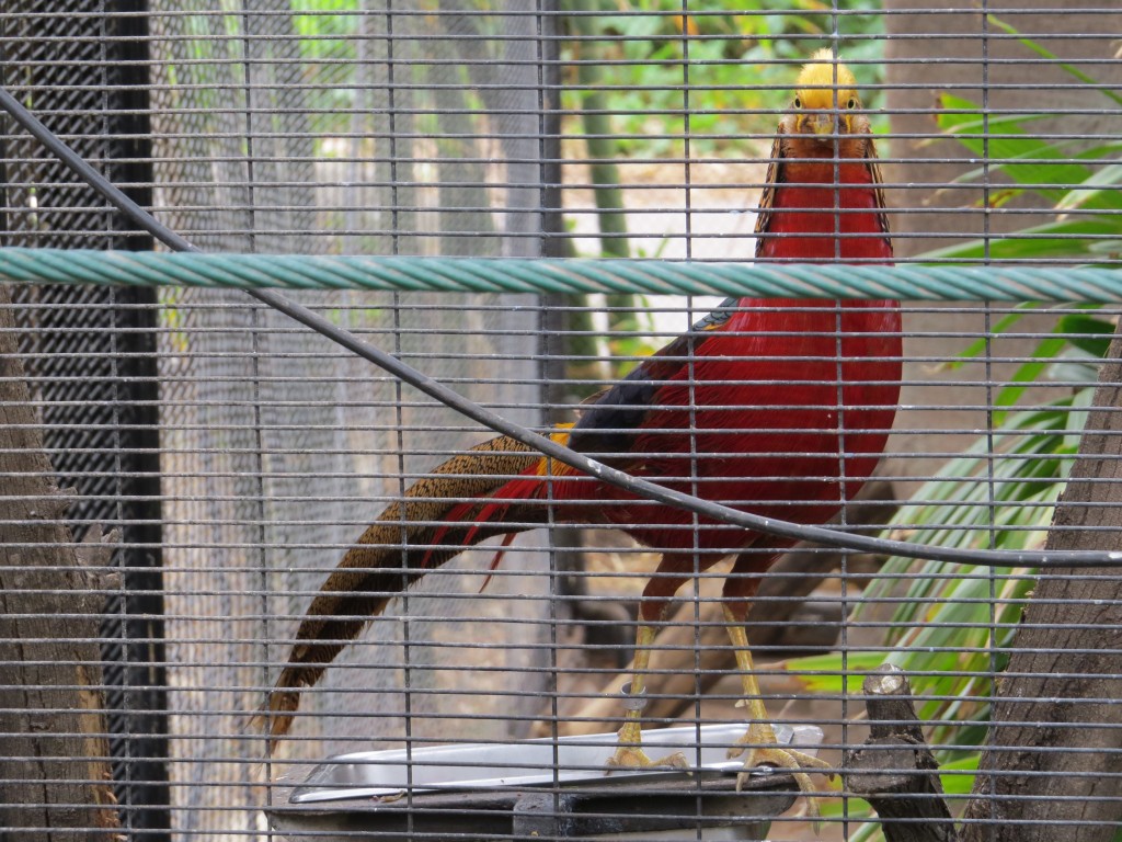 Golden Pheasant