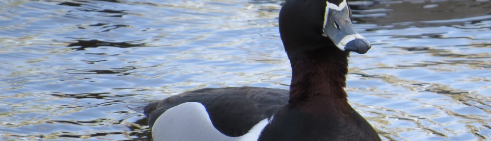 Ring-necked Duck