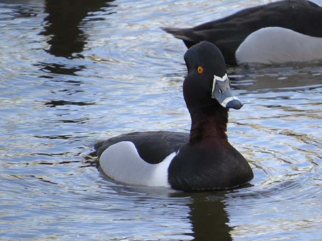 Ring-necked Duck