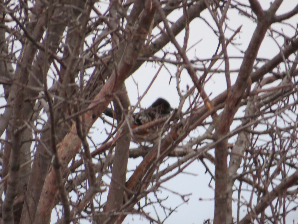 Spotted Towhee