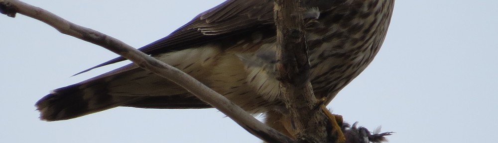 Merlin eating a Dark-eyed Junco