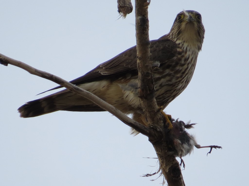 Merlin eating a Dark-eyed Junco