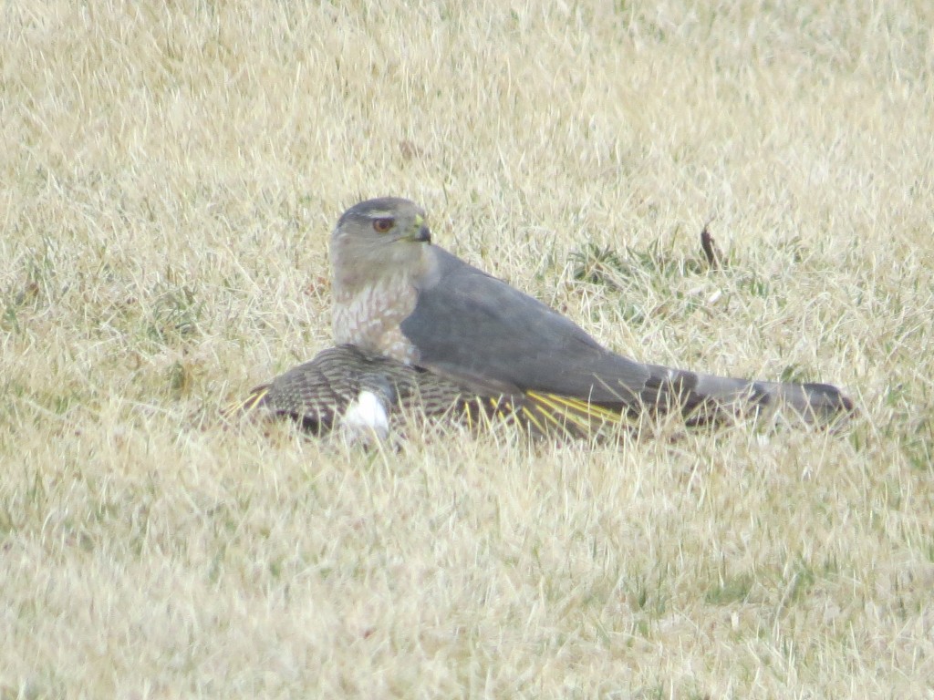 Cooper's Hawk on top of  a Northern Flicker