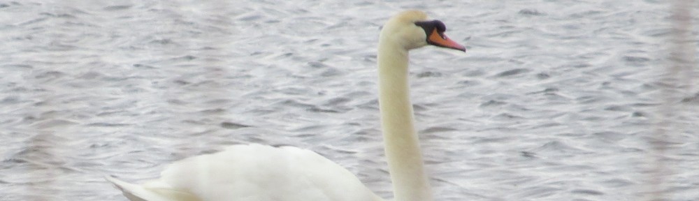 Mute Swan!