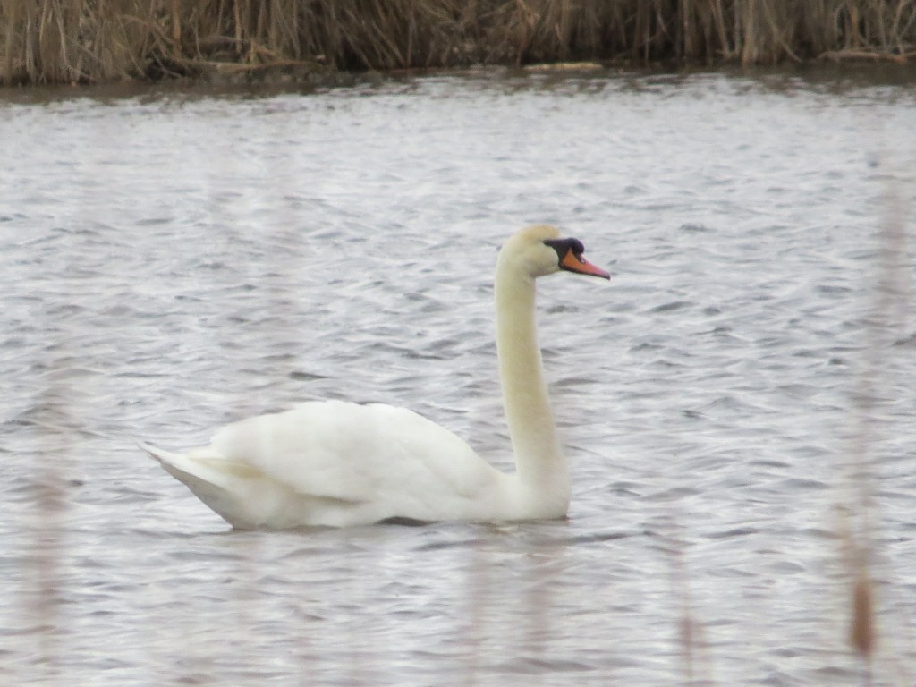 Mute Swan!