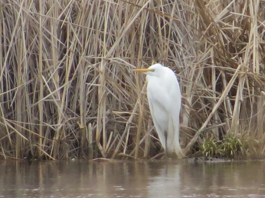 Great Egret