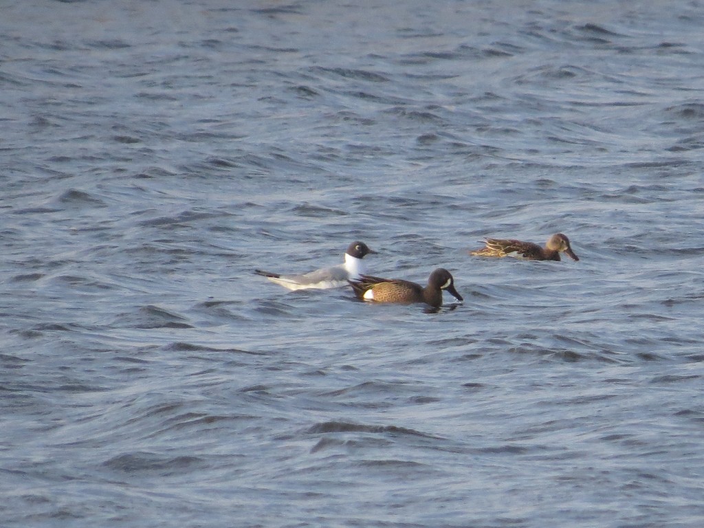 Bonaparte's Gull with a pair of Blue-winged Teal