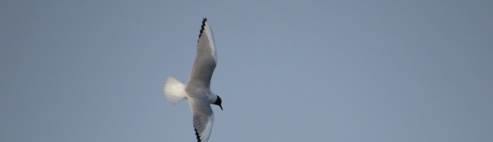 Bonaparte's Gull lifer!