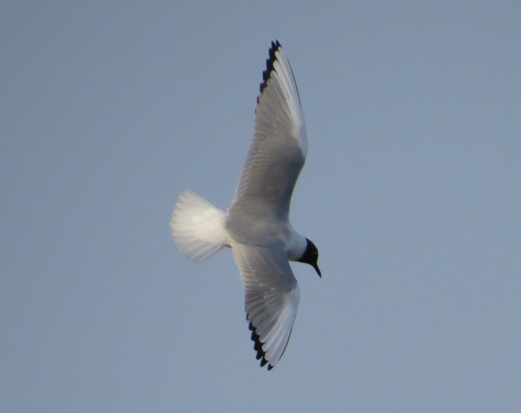 Bonaparte's Gull lifer!