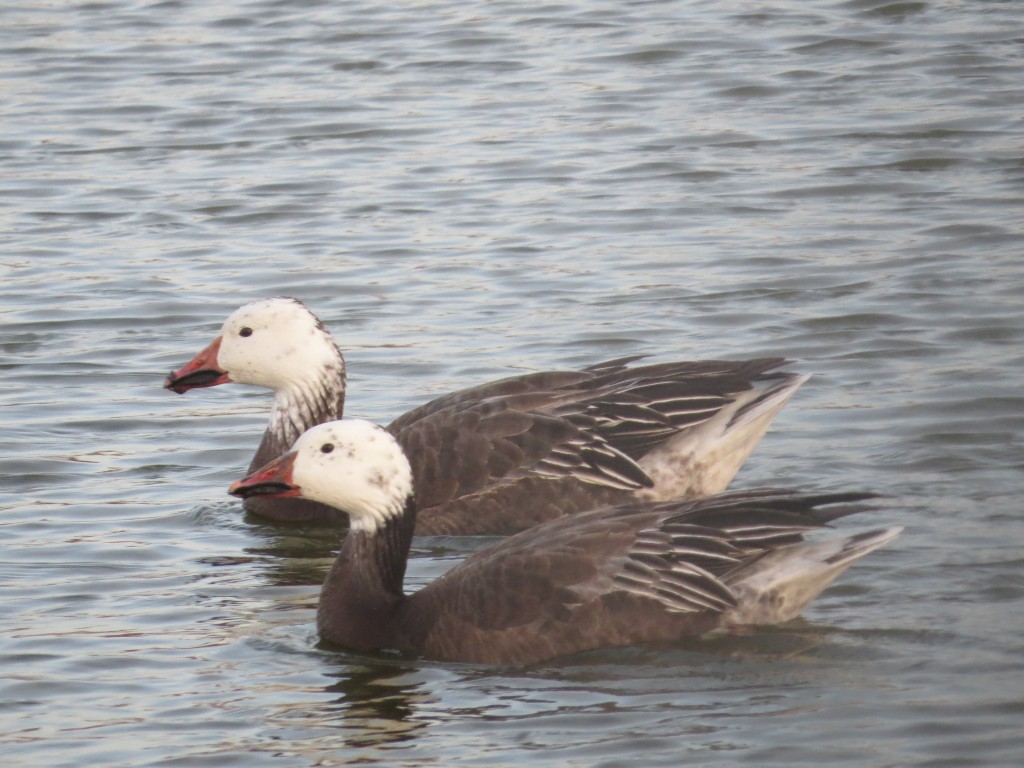 Snow Geese -  "Blues"