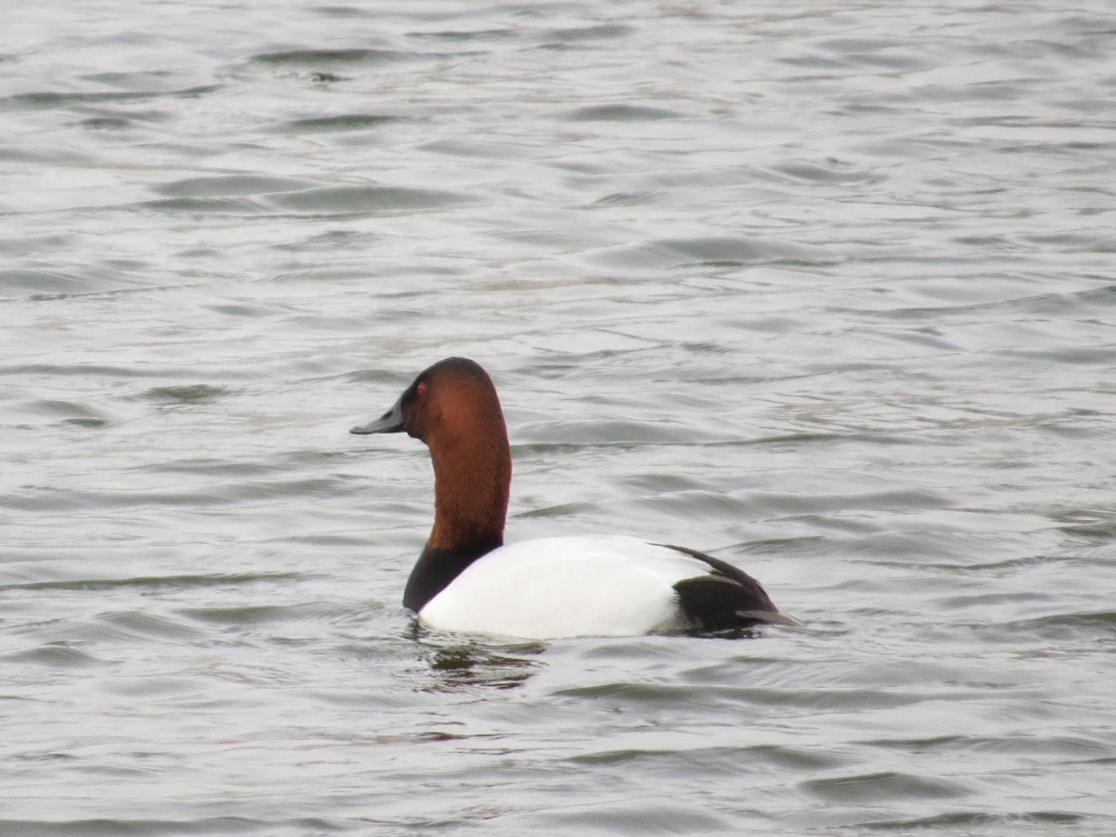 Canvasback