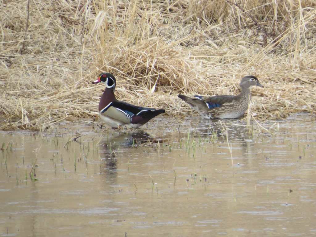 Wood Duck pair