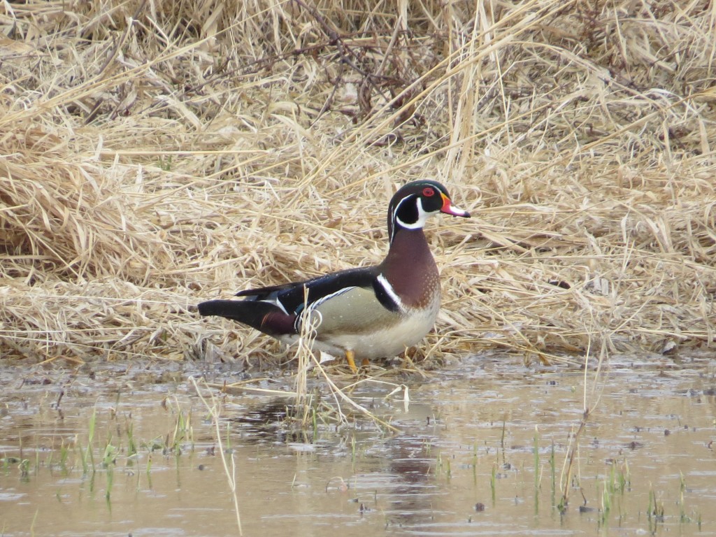 IMG_7692