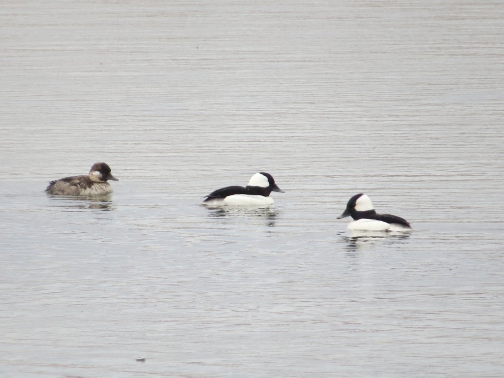 Buffleheads