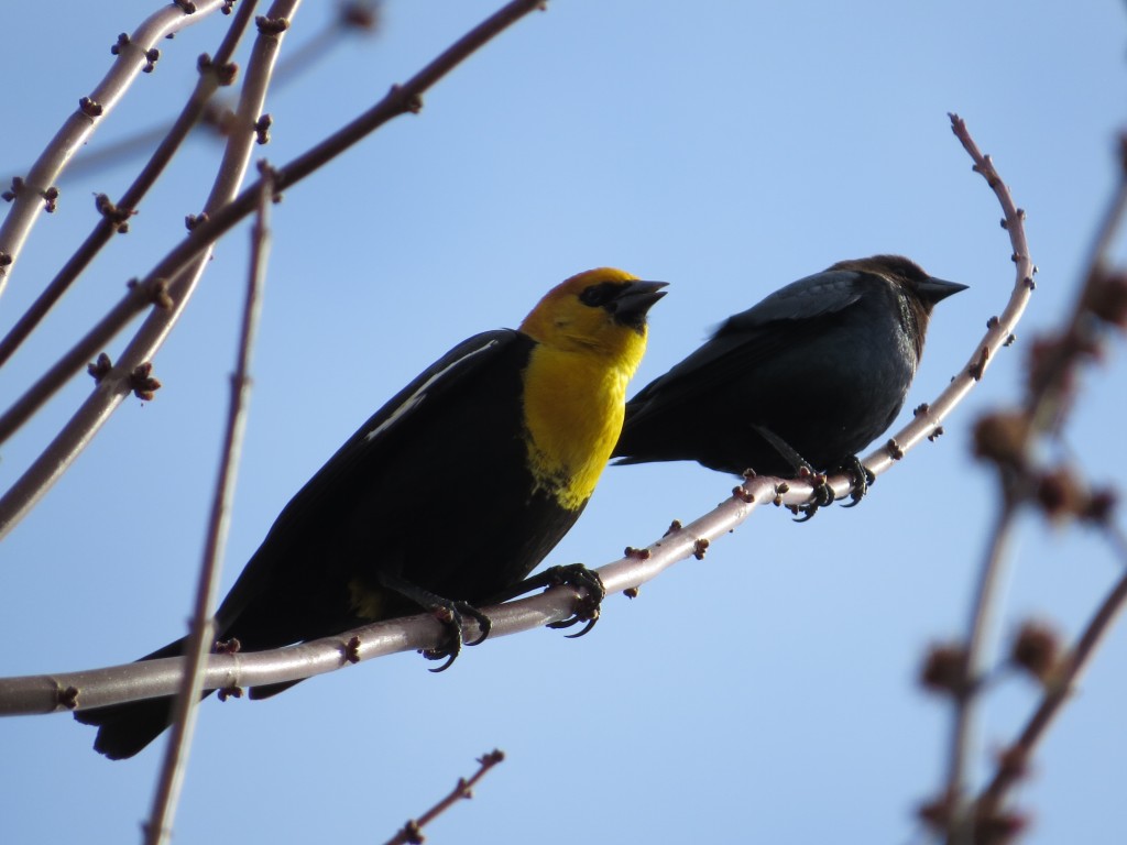 Yellow-headed Blackbird and Brown-headed Cowbird