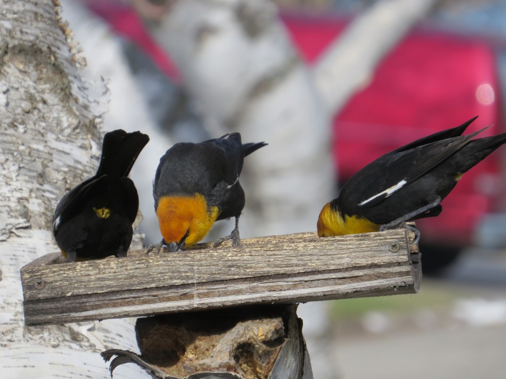 Yellow-headed Blackbirds and the rare Yellow-vented Blackbird