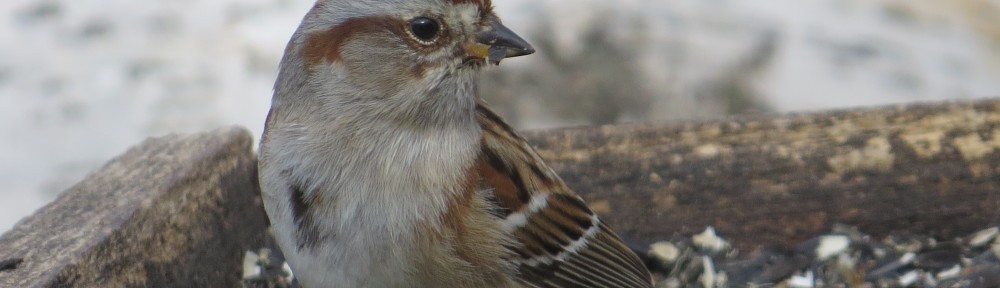 American Tree Sparrow