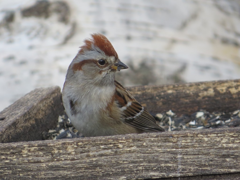 American Tree Sparrow