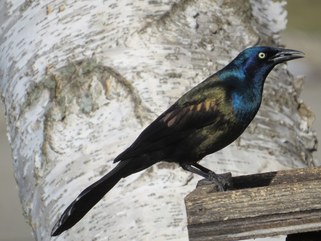 Common Grackle